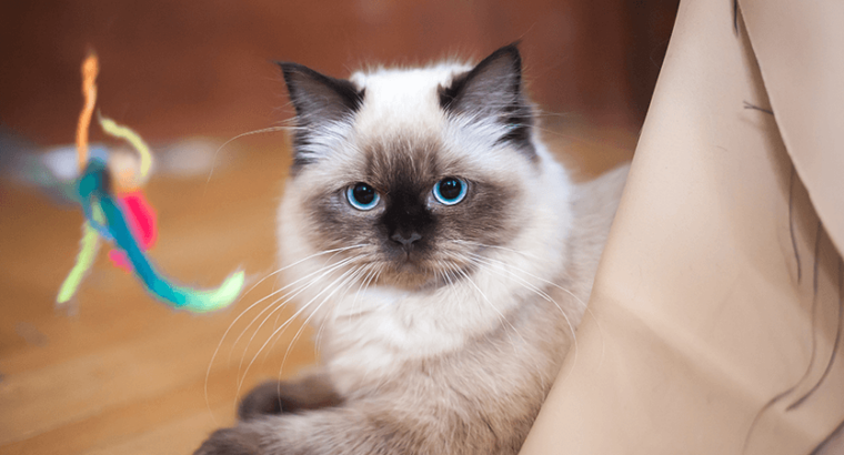 Breeder Ragdolls White cat