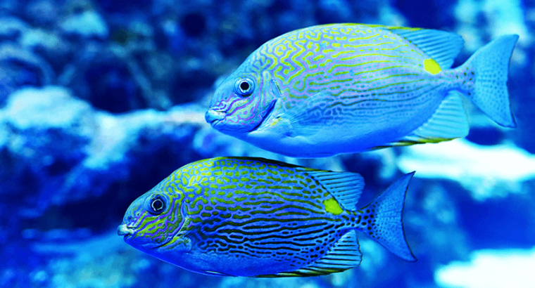 Blue and Pink Tang Fish