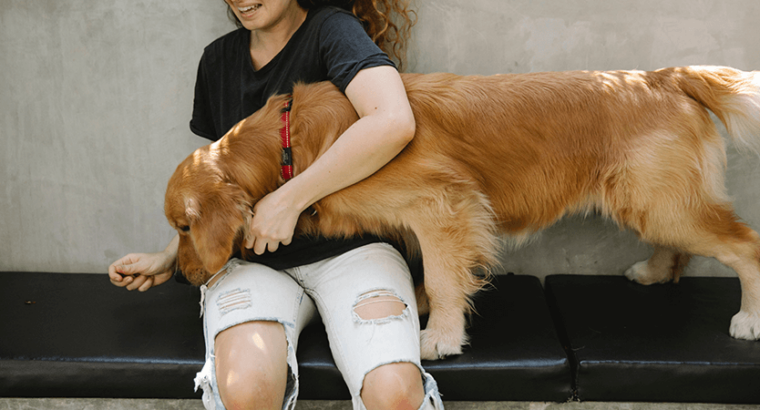 Golden Retriever puppy