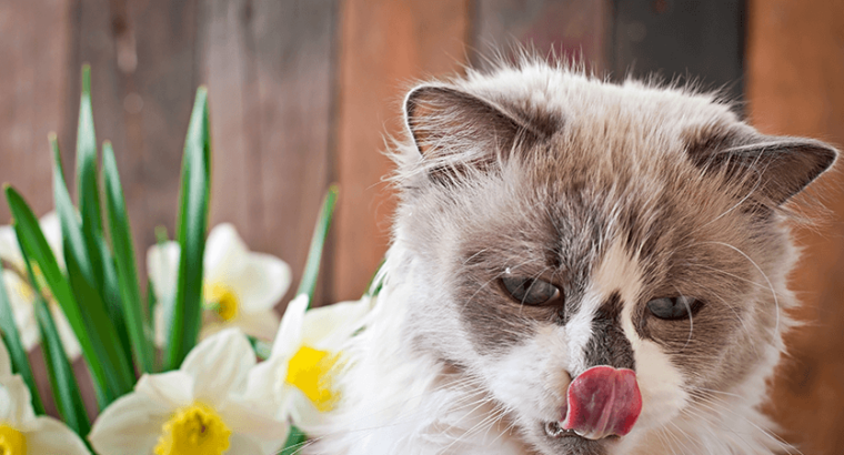 Breeder Ragdolls White cat