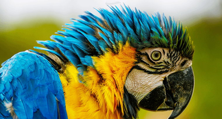 Macaw female with DNA