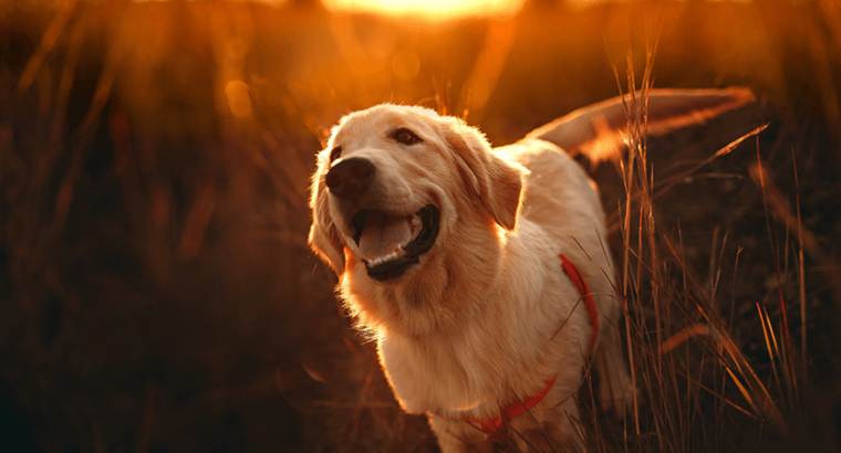 Golden Retriever puppy